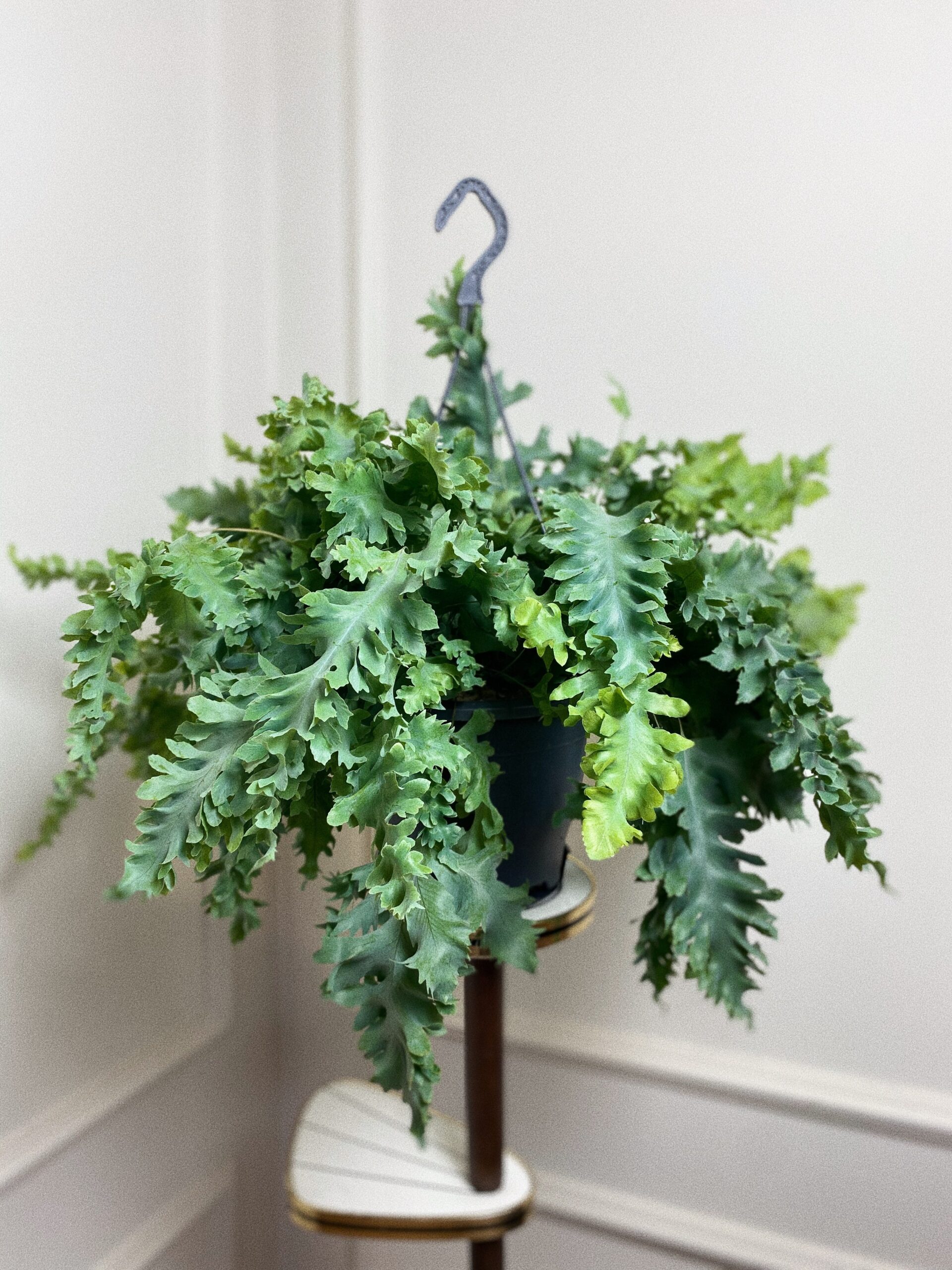Asplenium davana L