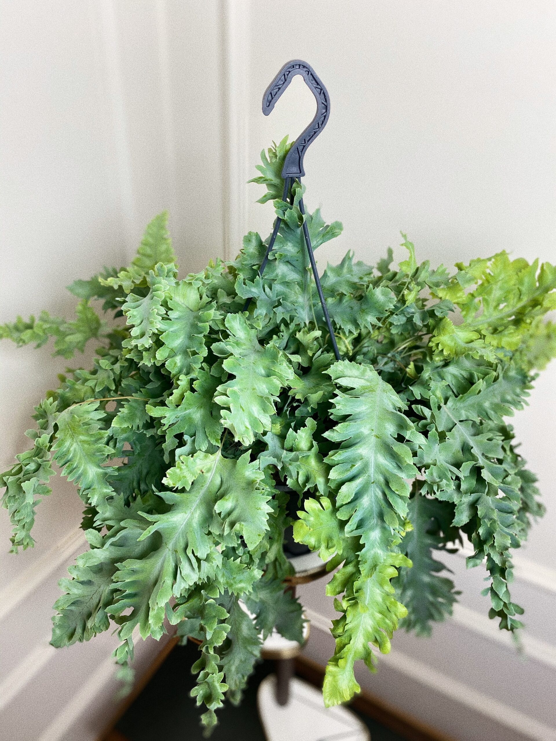 Asplenium davana L