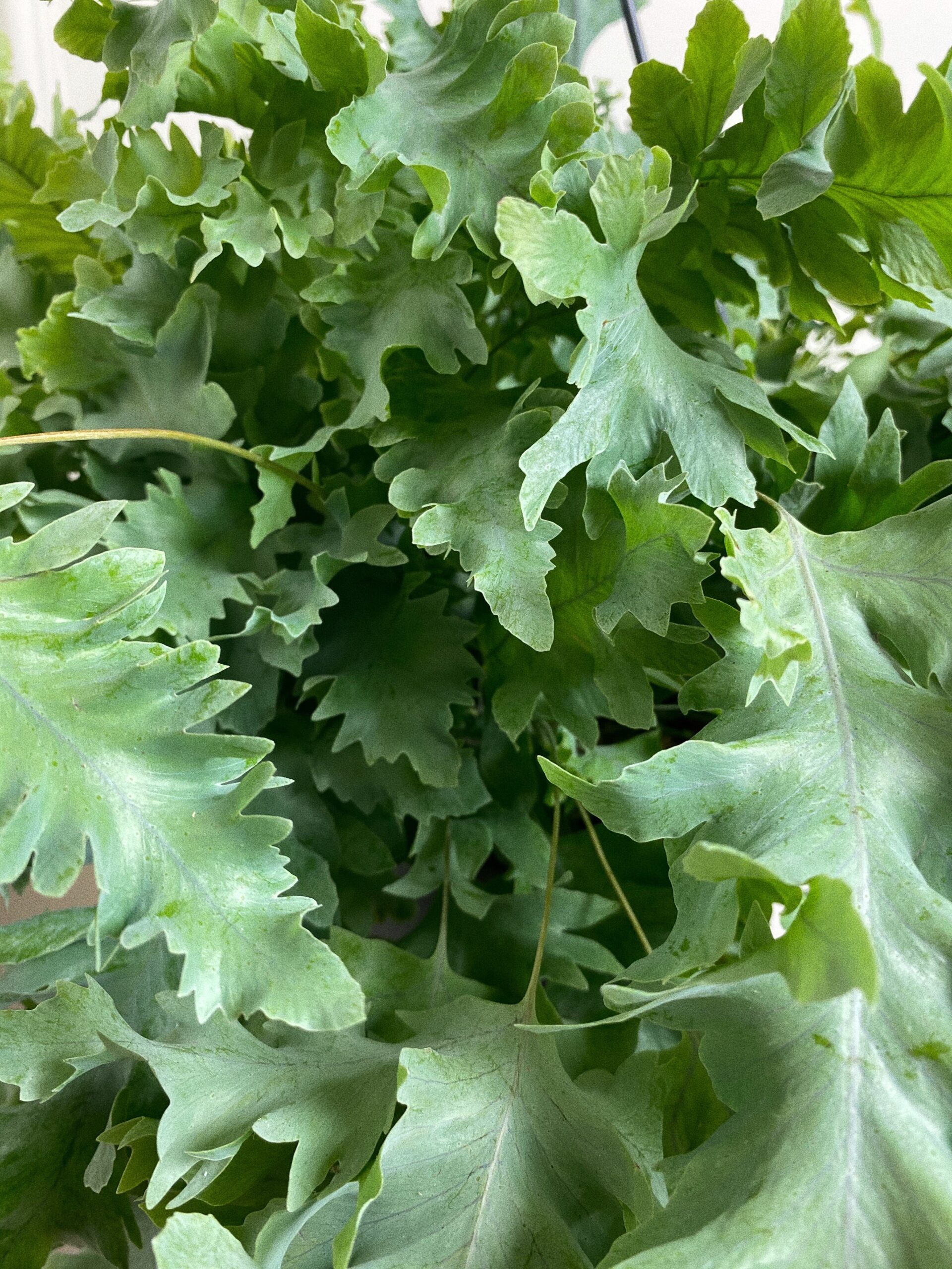 Asplenium davana L