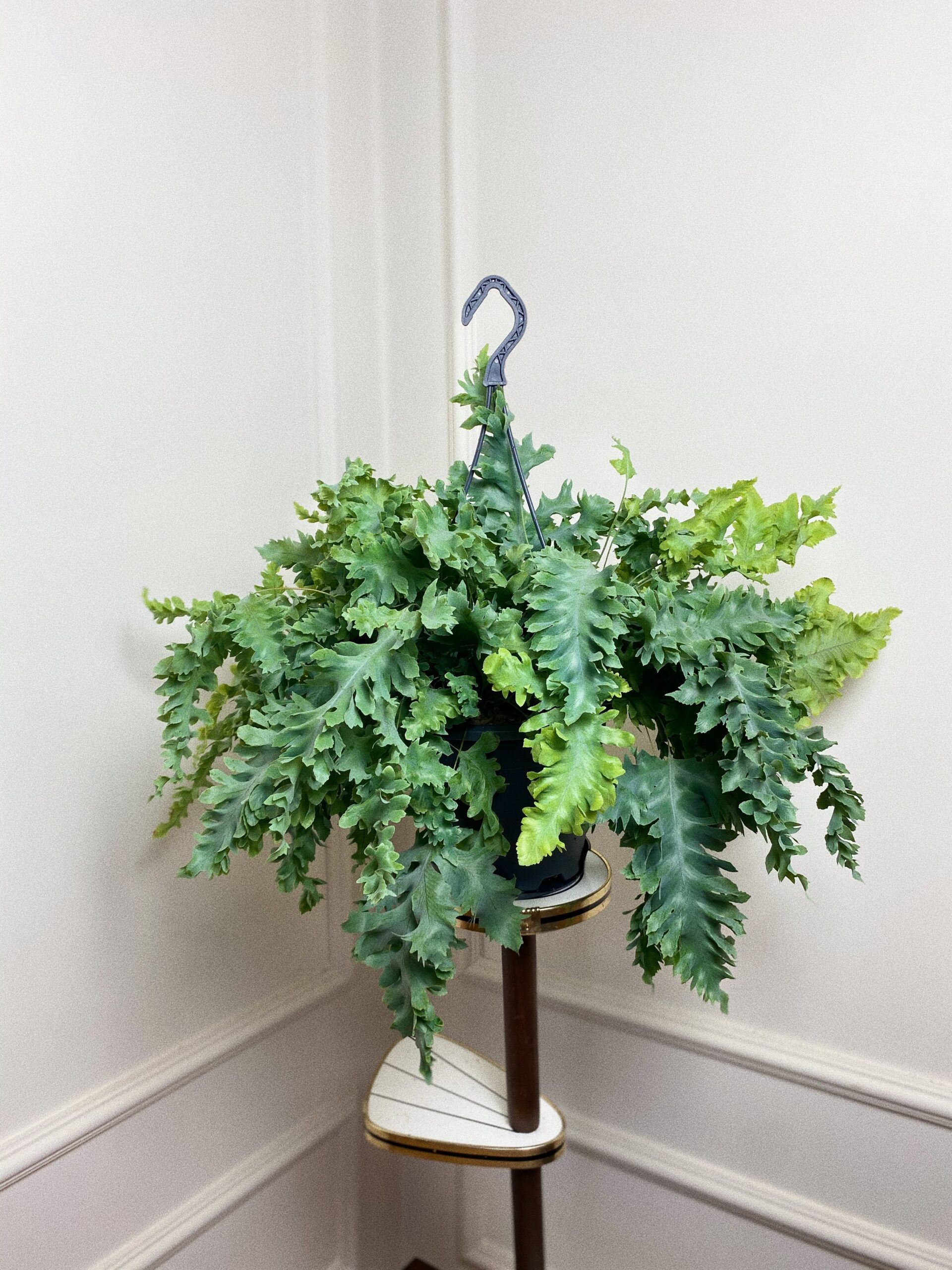 Asplenium davana L