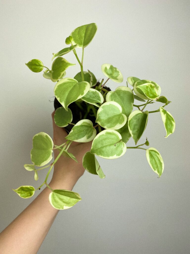 Peperomia Variegata