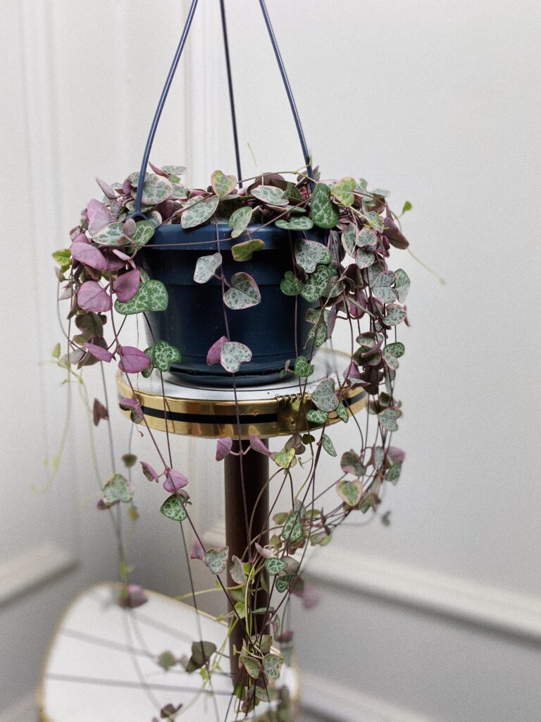Ceropegia wood Variegata