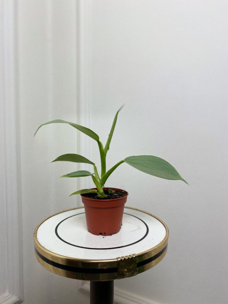Philodendron Grey
