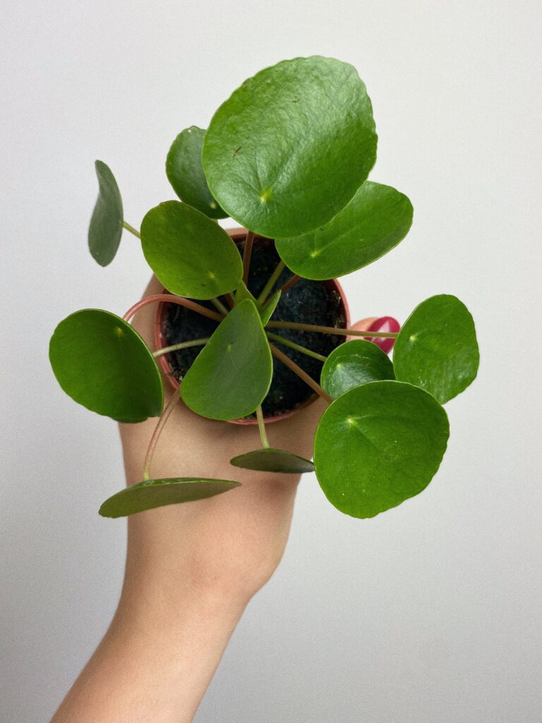 Pilea pieniążek Peperomioides