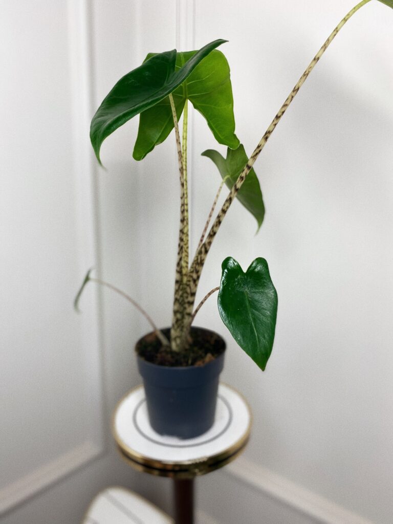 Alocasia Zebrina