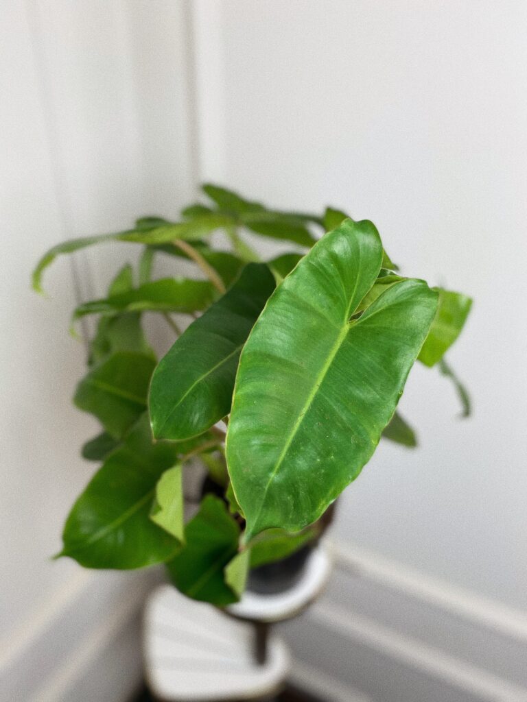 Philodendron Burle Marx