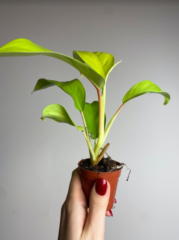 Philodendron 'Malay Gold'