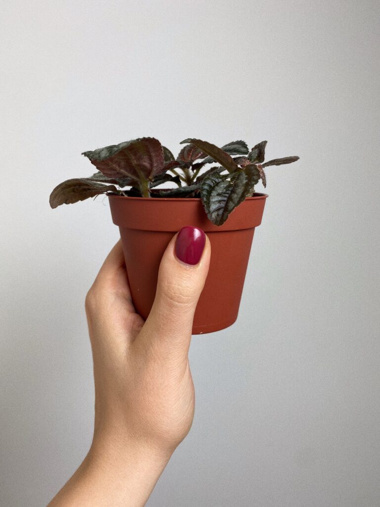 Pilea Norfolk