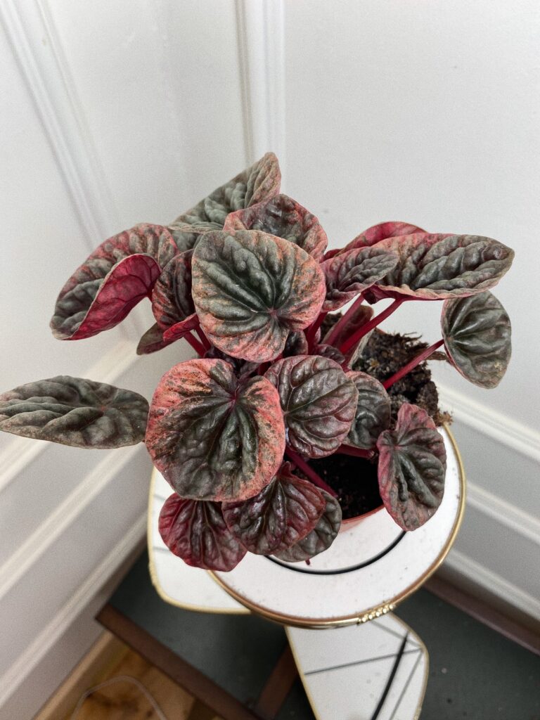 Peperomia abricos