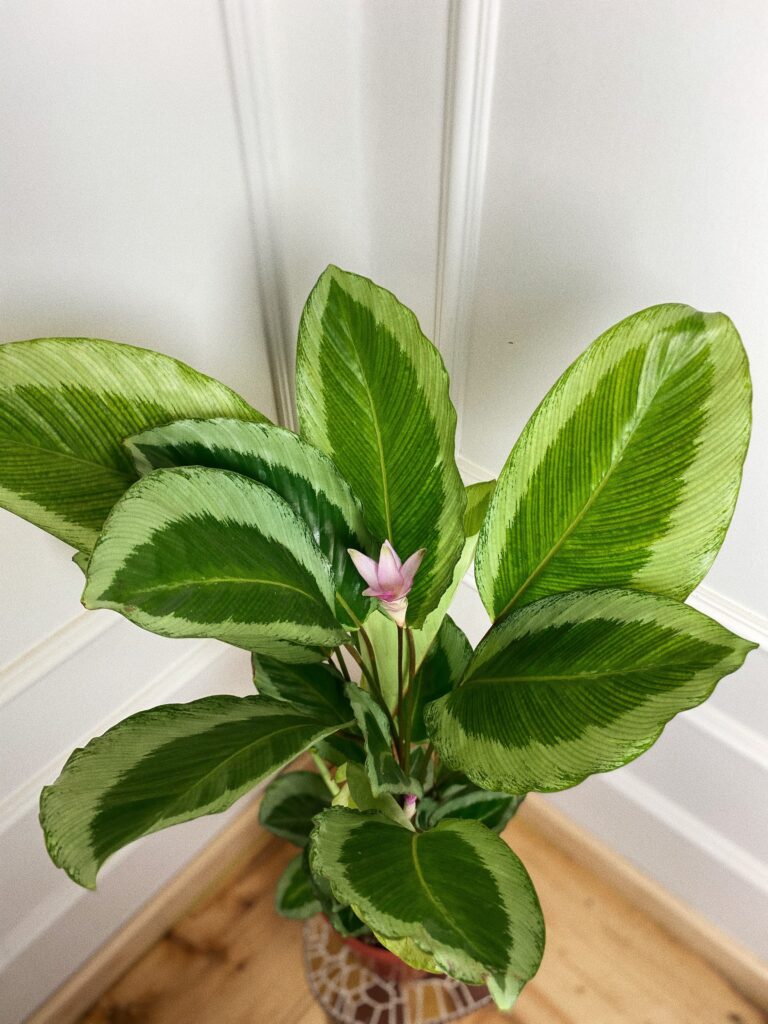 Calathea bicajoux gecko