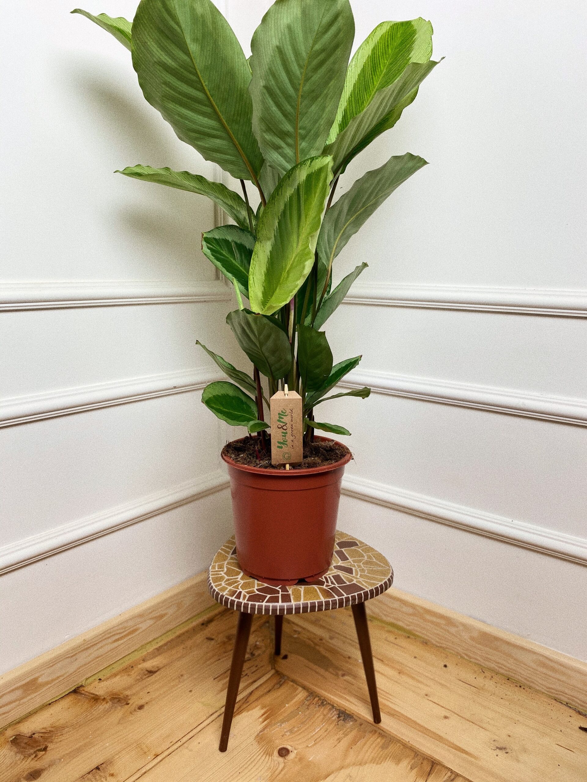 Calathea bicajoux gecko