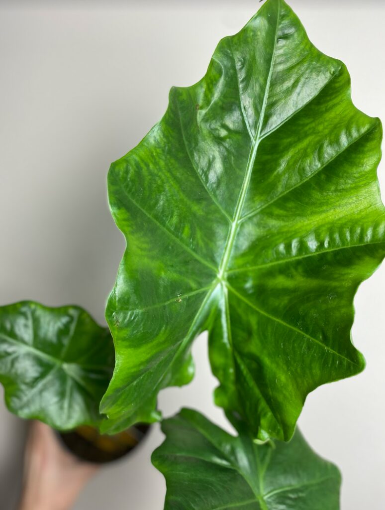 Alocasia Portodora