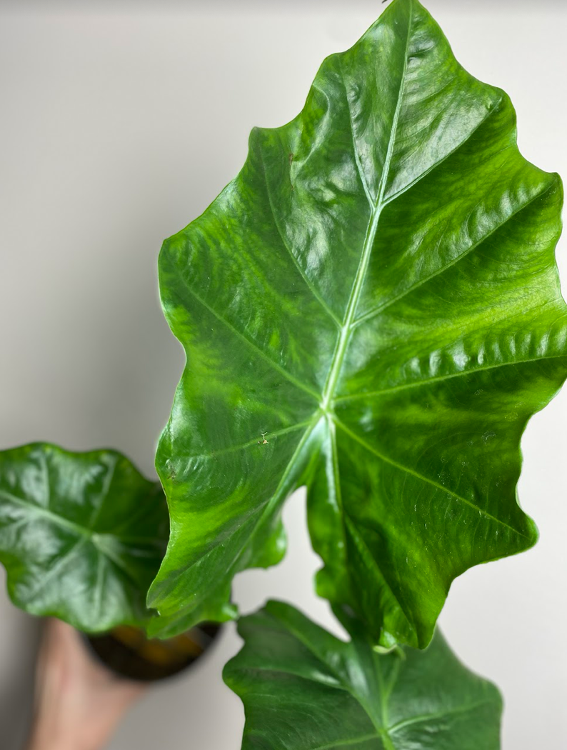 Alocasia Portodora