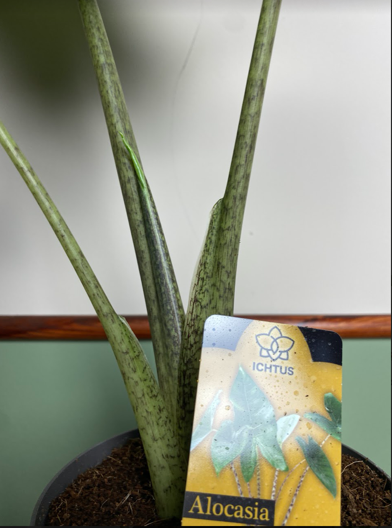Alocasia Portodora