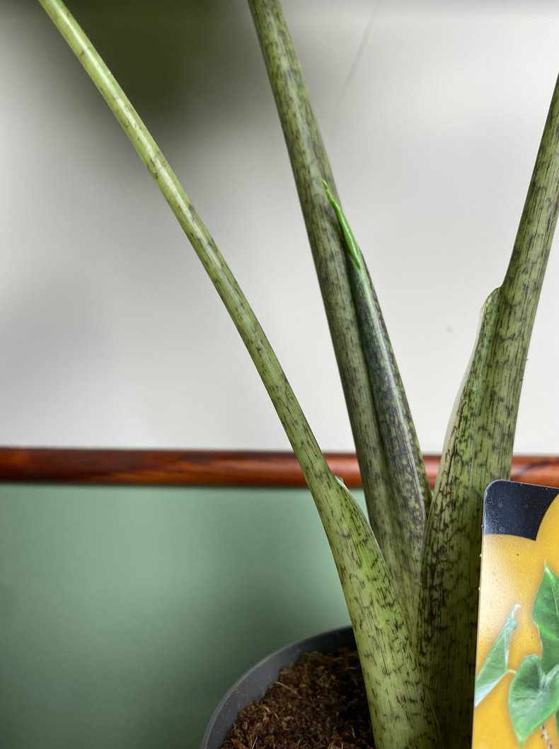 Alocasia Portodora