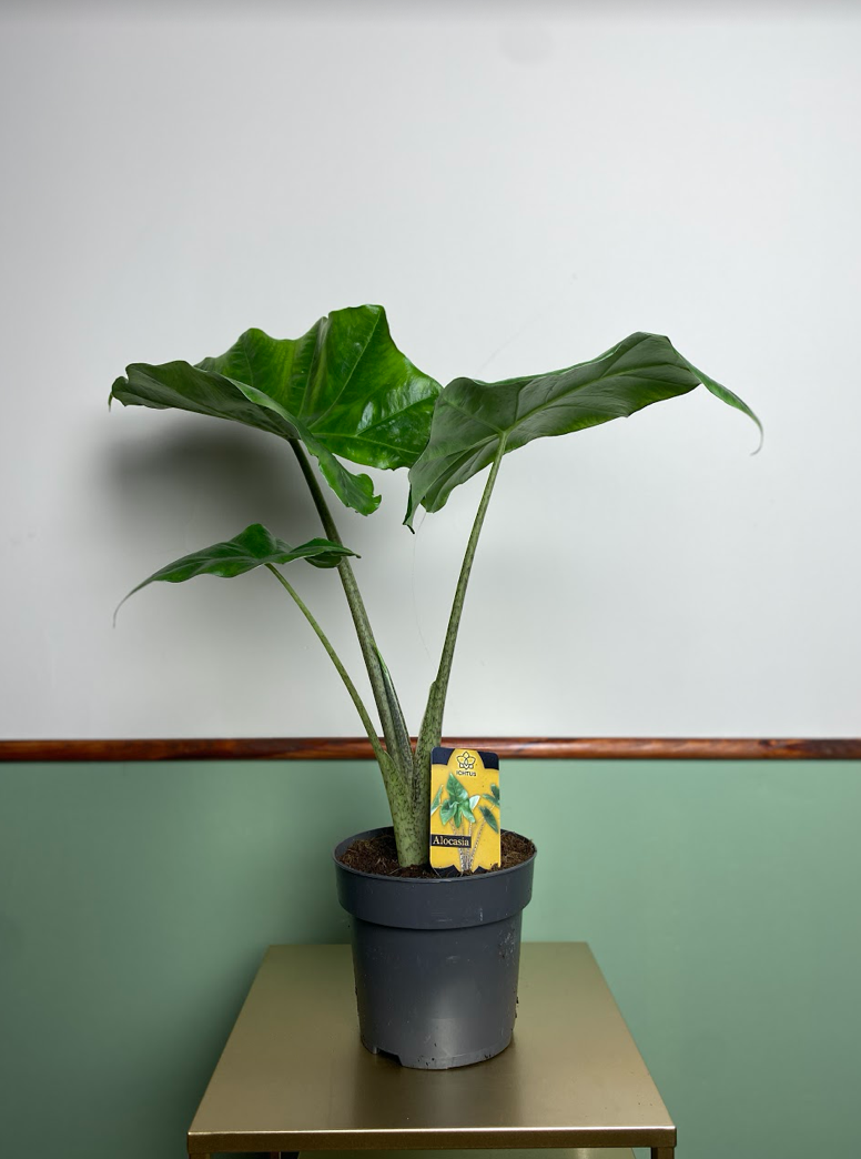 Alocasia Portodora