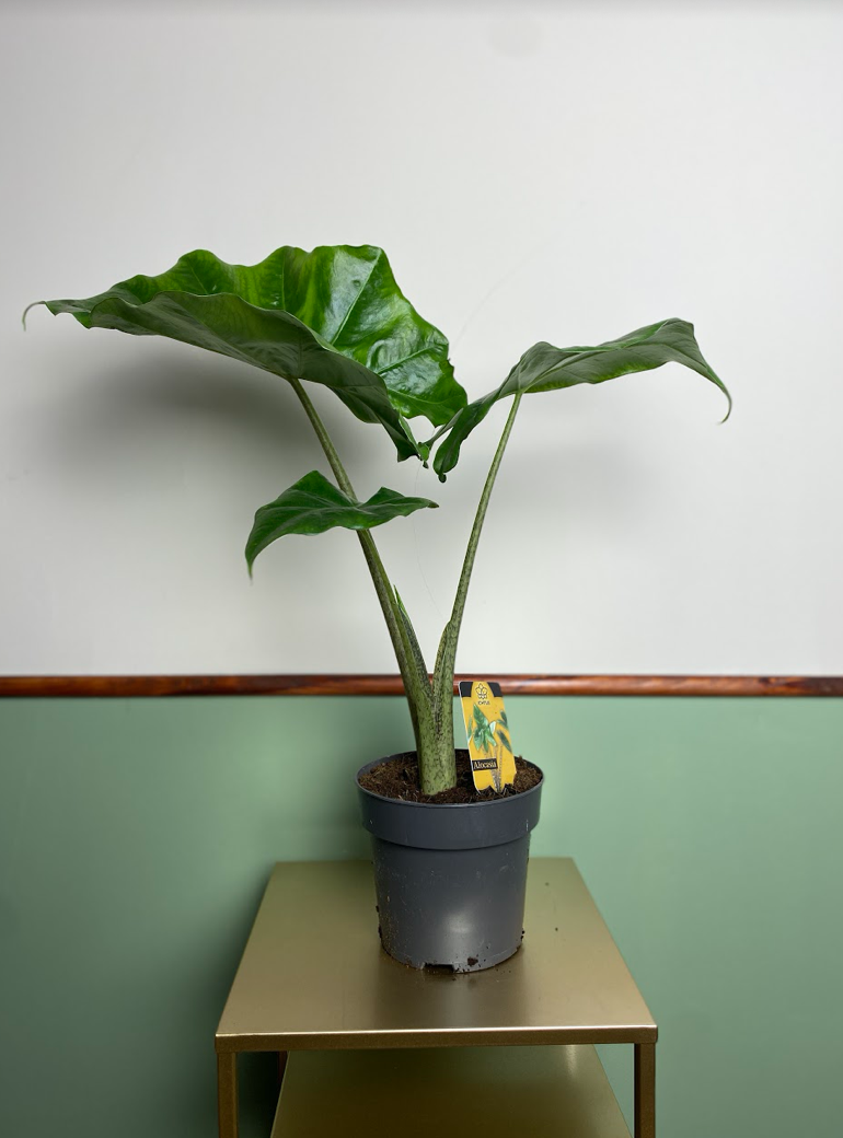 Alocasia Portodora