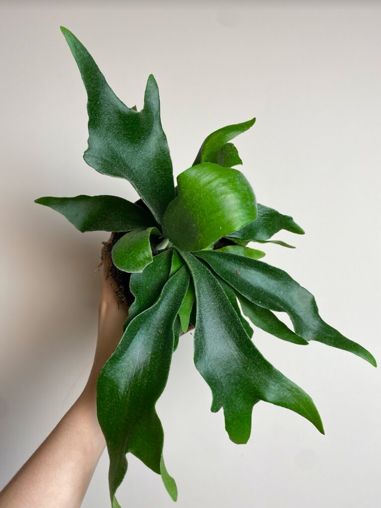 Platycerium Alcicorne Łosie Rogi