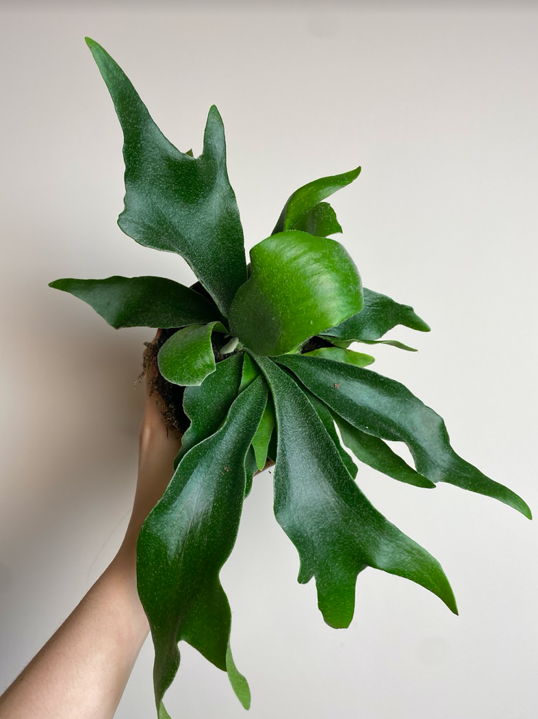 Platycerium Alcicorne Łosie Rogi