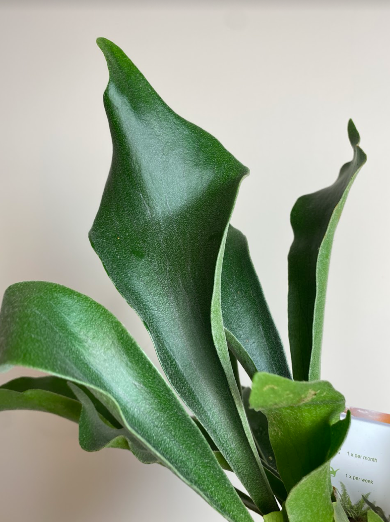 Platycerium Alcicorne Łosie Rogi
