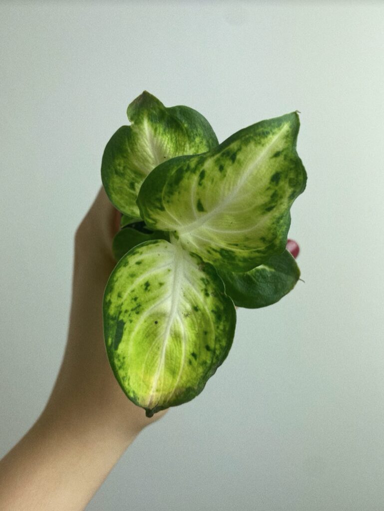 Dieffenbachia Amy