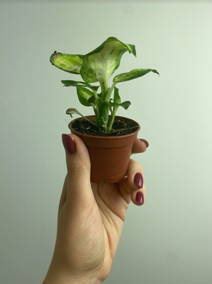Dieffenbachia Amy