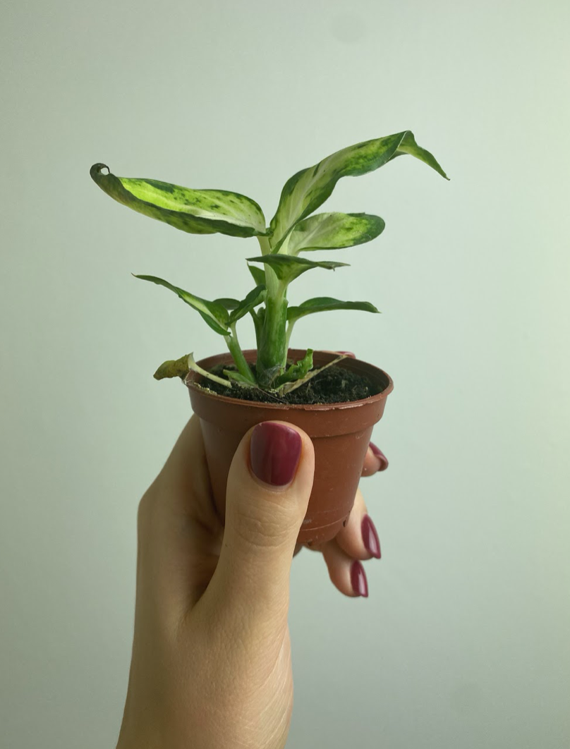 Dieffenbachia Amy