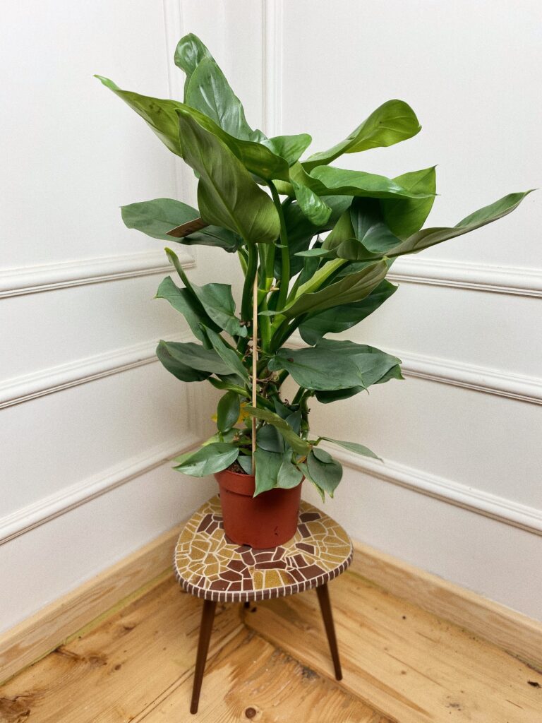 Philodendron Hastatum 'Silver Queen'