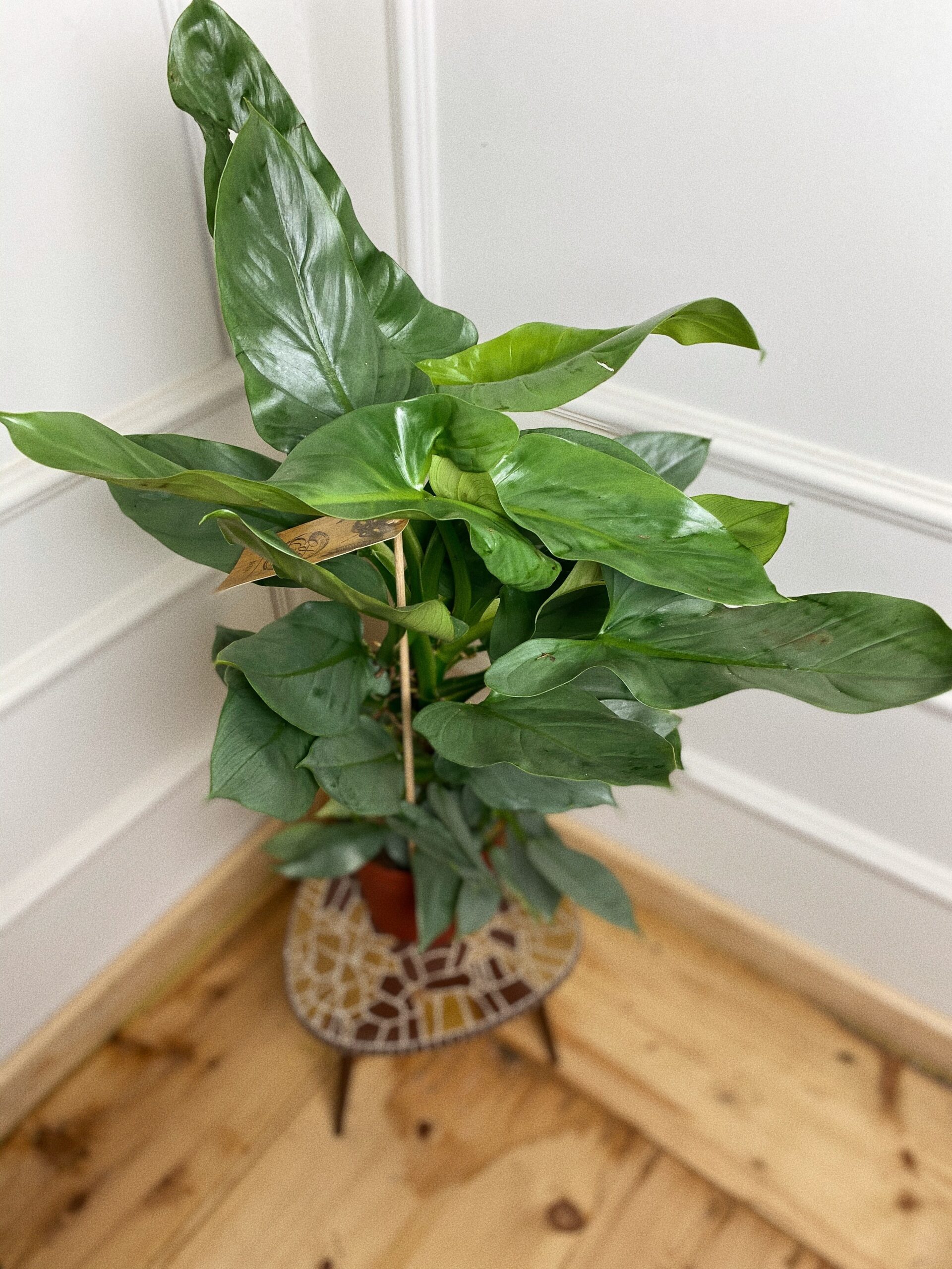 Philodendron Hastatum ‘Silver Queen’