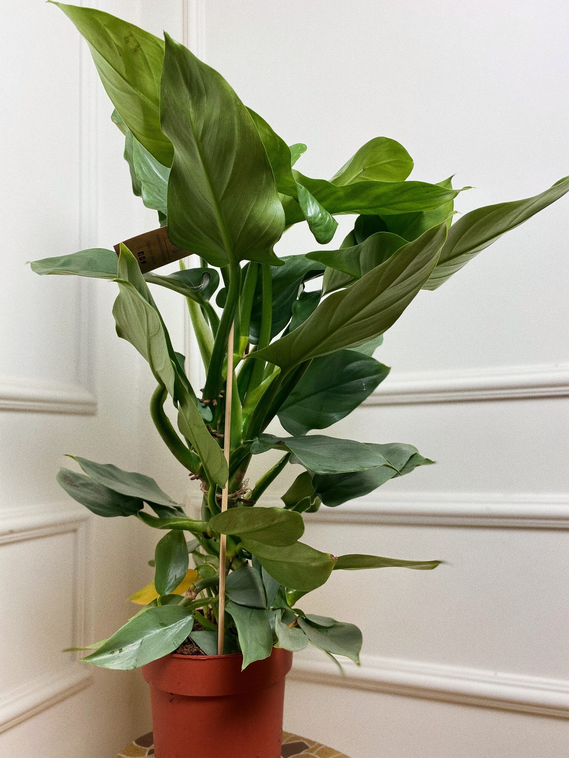 Philodendron Hastatum ‘Silver Queen’