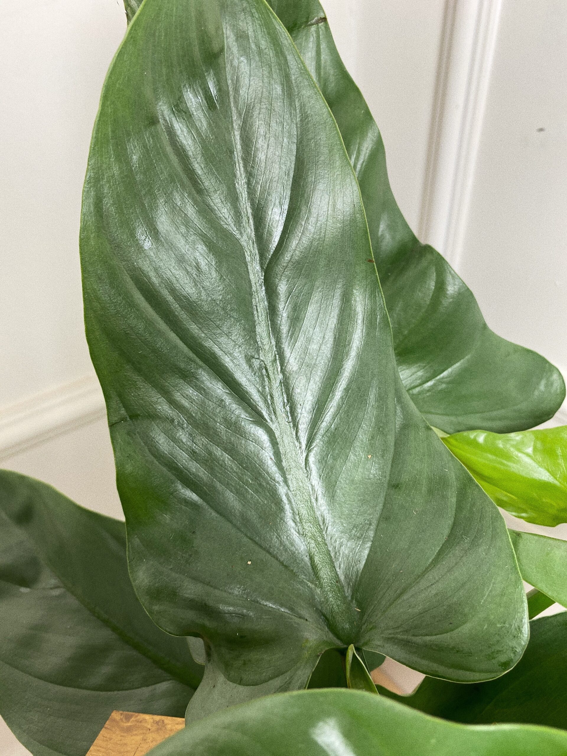 Philodendron Hastatum ‘Silver Queen’