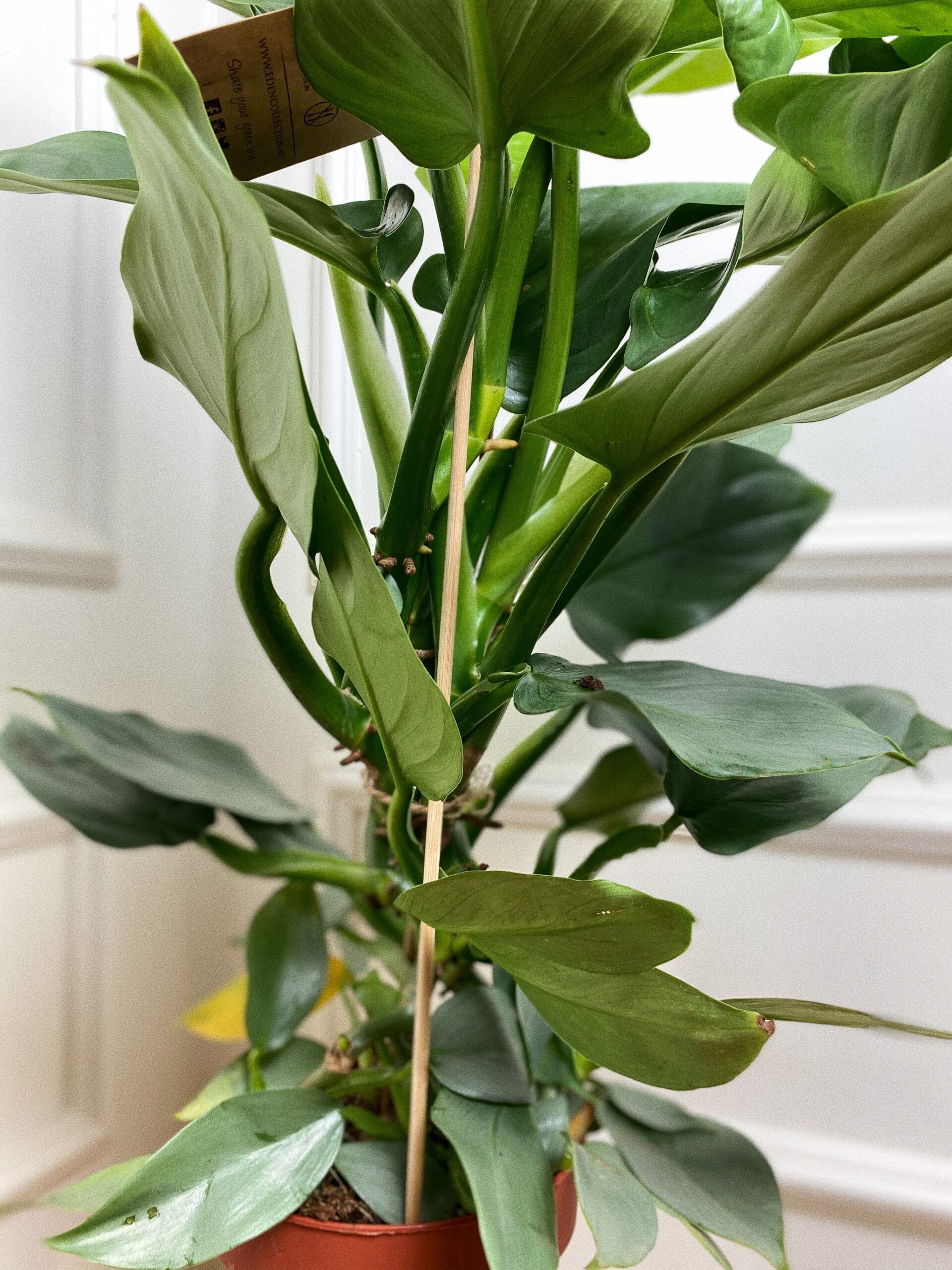 Philodendron Hastatum ‘Silver Queen’