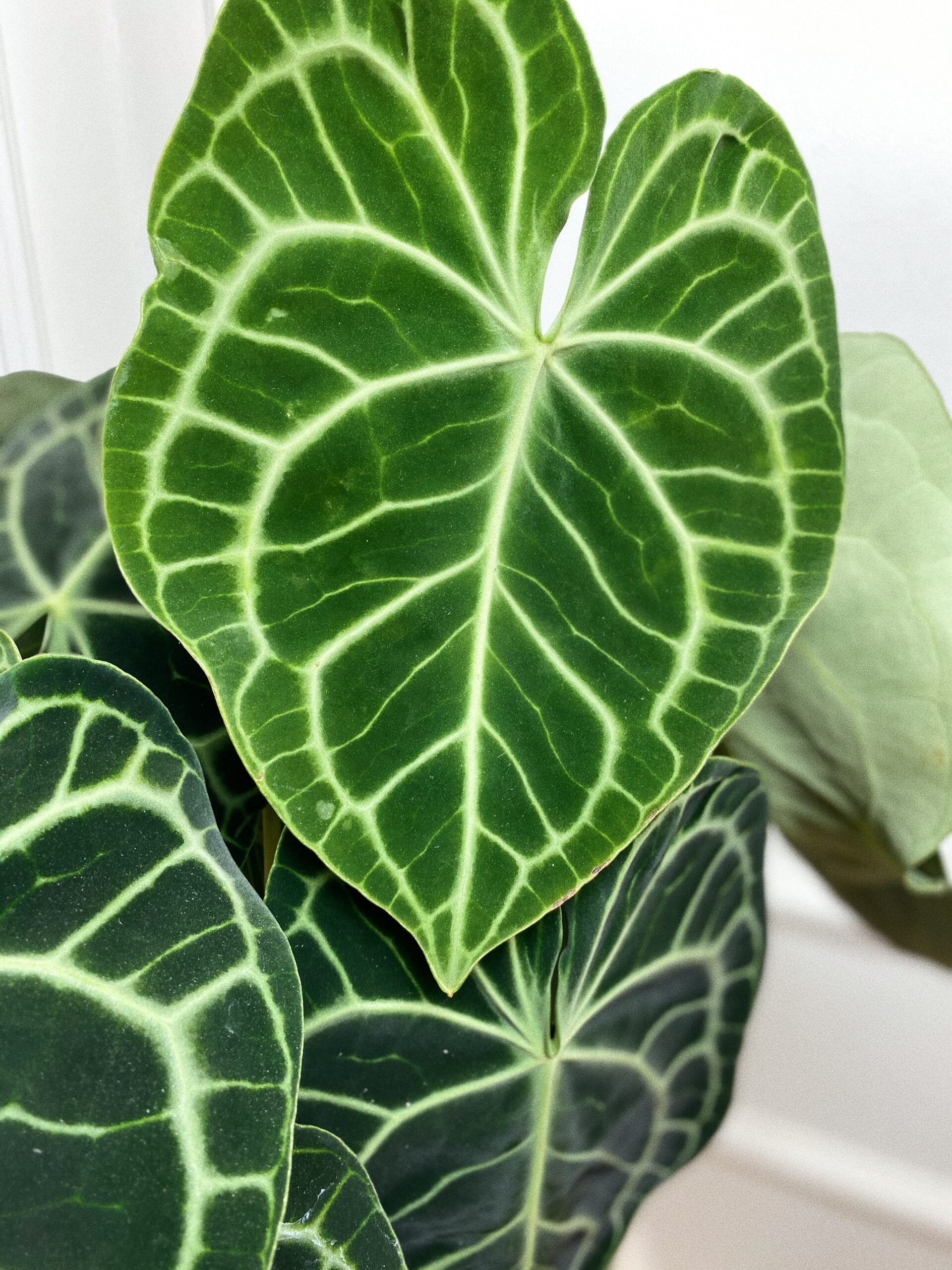 Anthurium Clarinervium