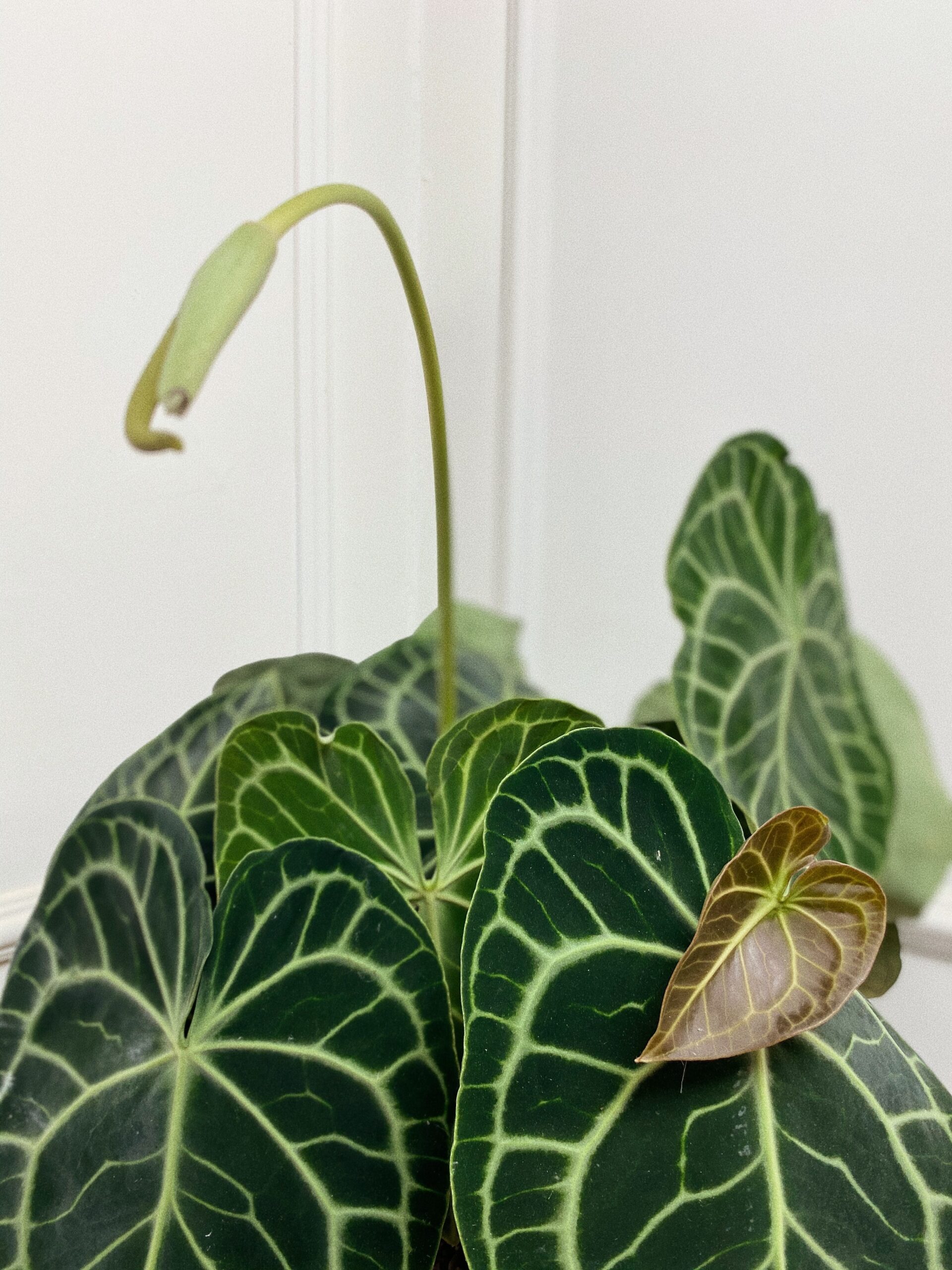 Anthurium Clarinervium