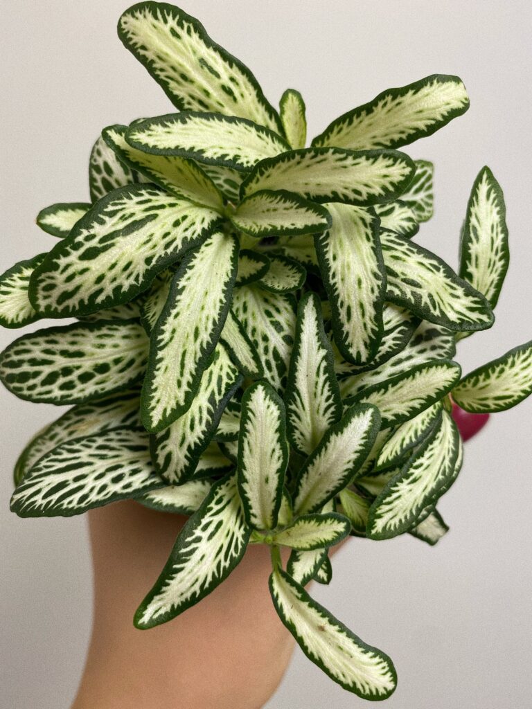 Fittonia White Mosaic