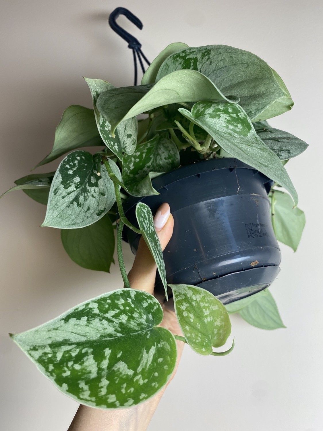 Scindapsus Silvery Ann