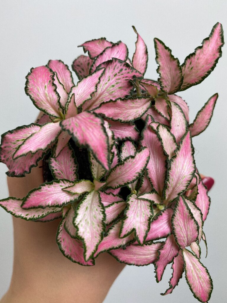 Fittonia Mosaic Pink Forest
