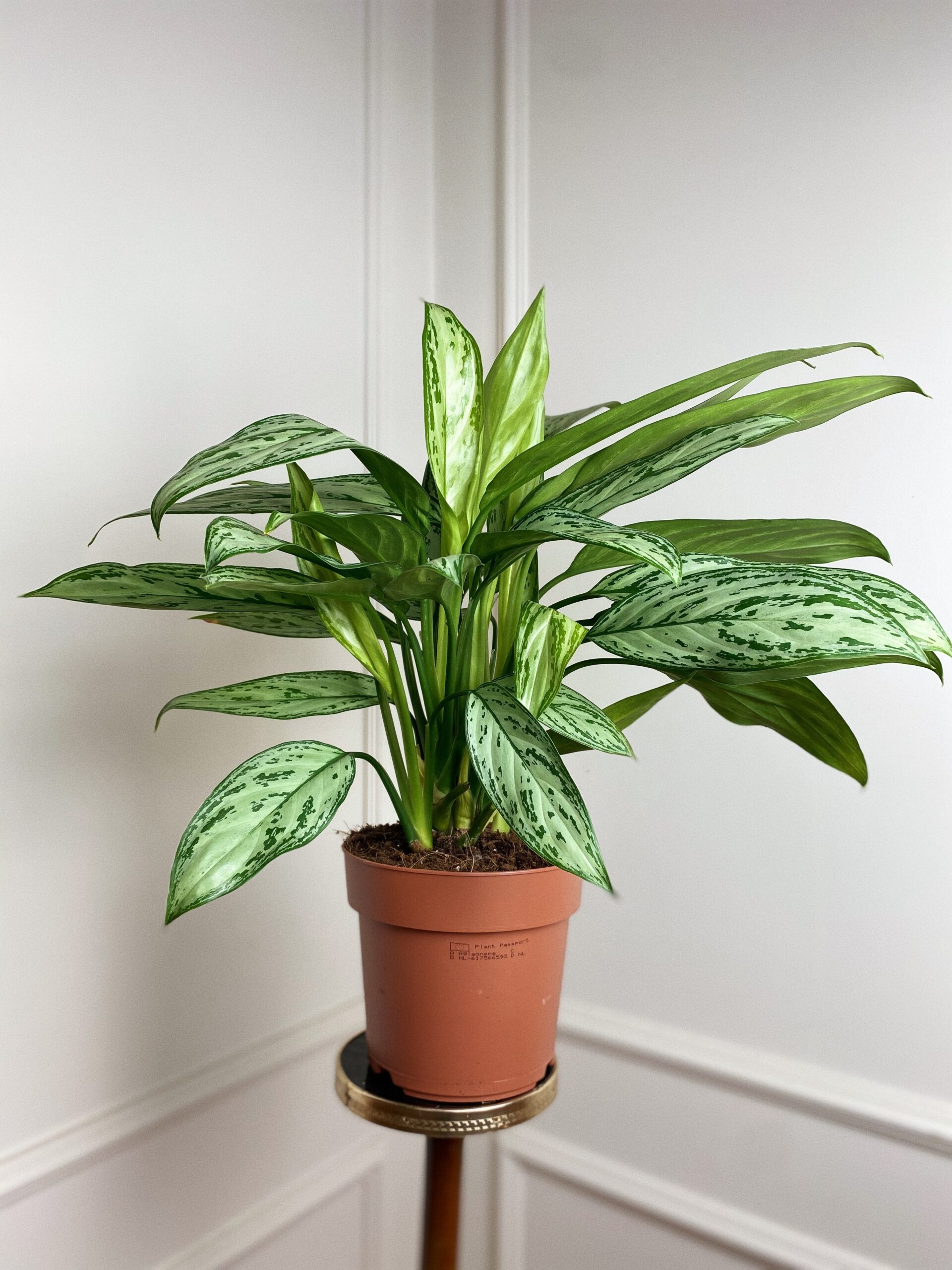 Aglaonema Feel Green