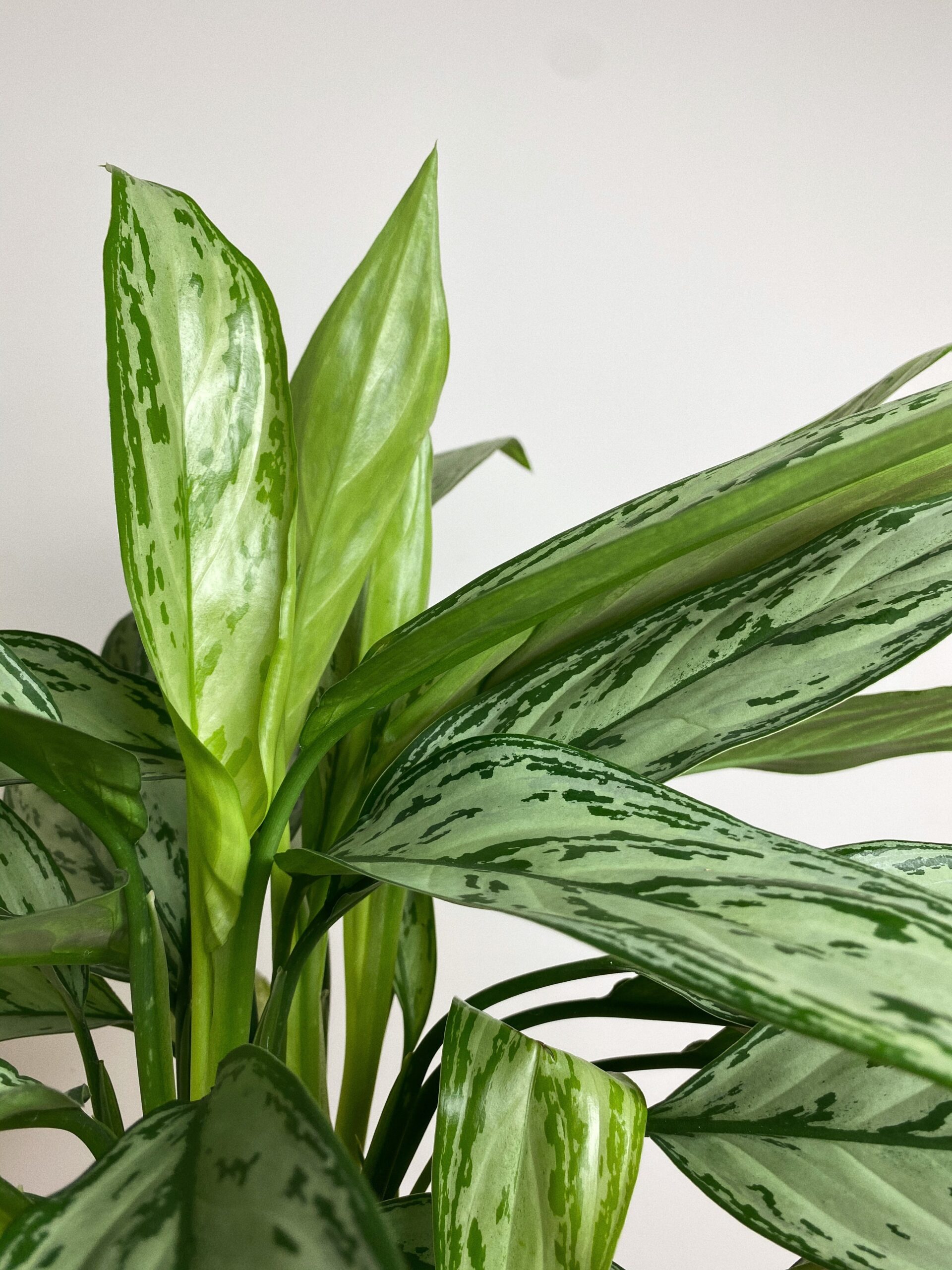 Aglaonema Feel Green