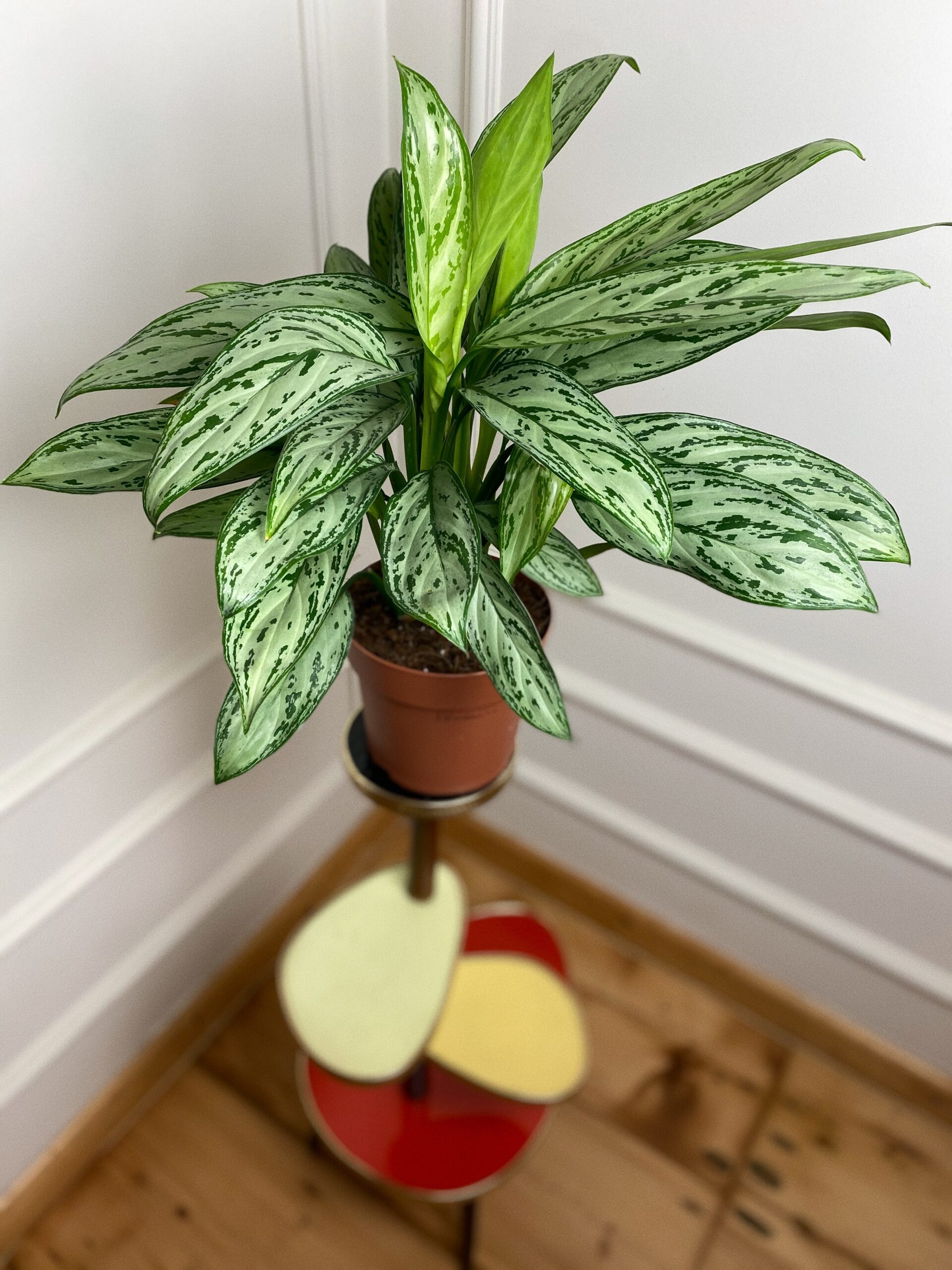 Aglaonema Feel Green