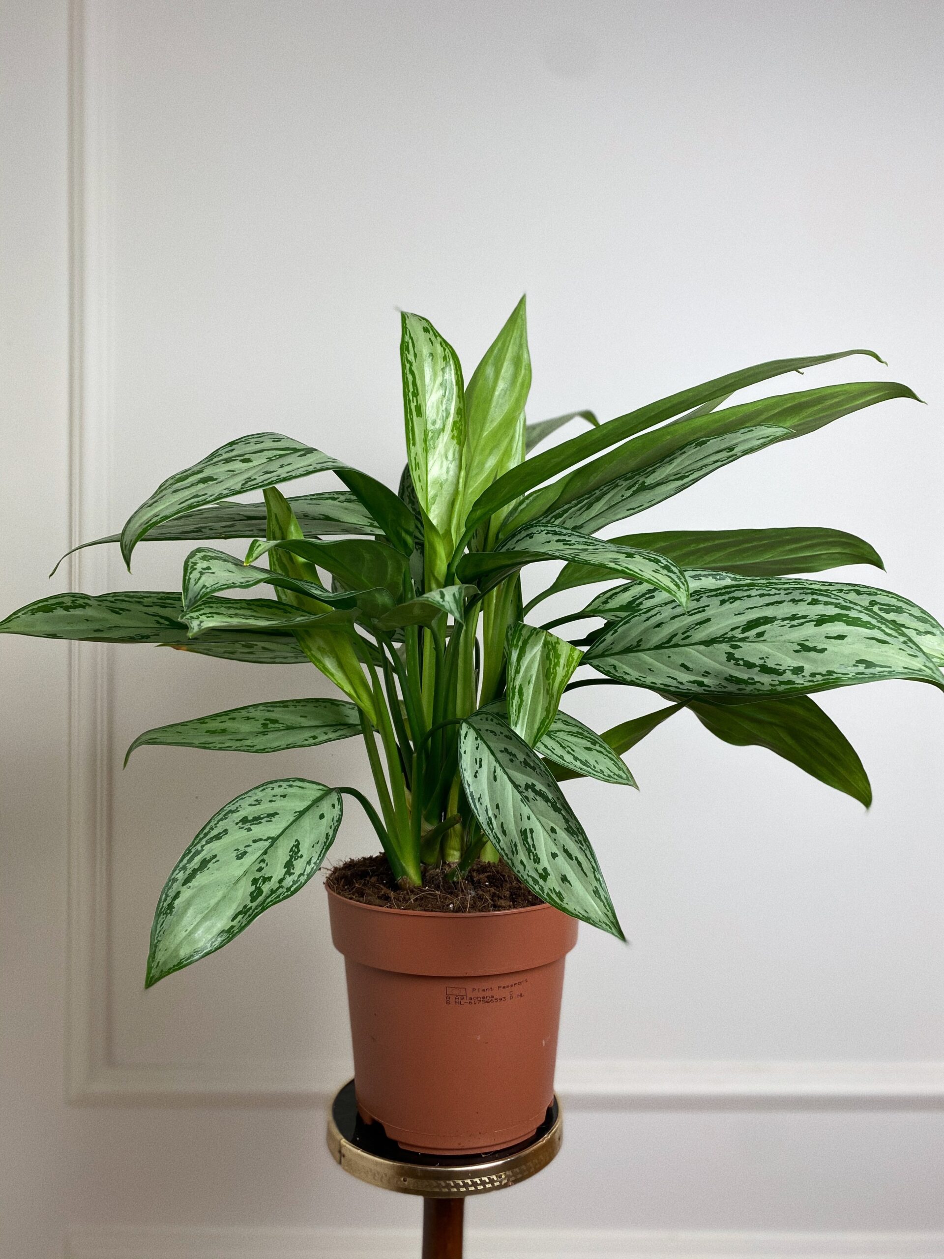 Aglaonema Feel Green