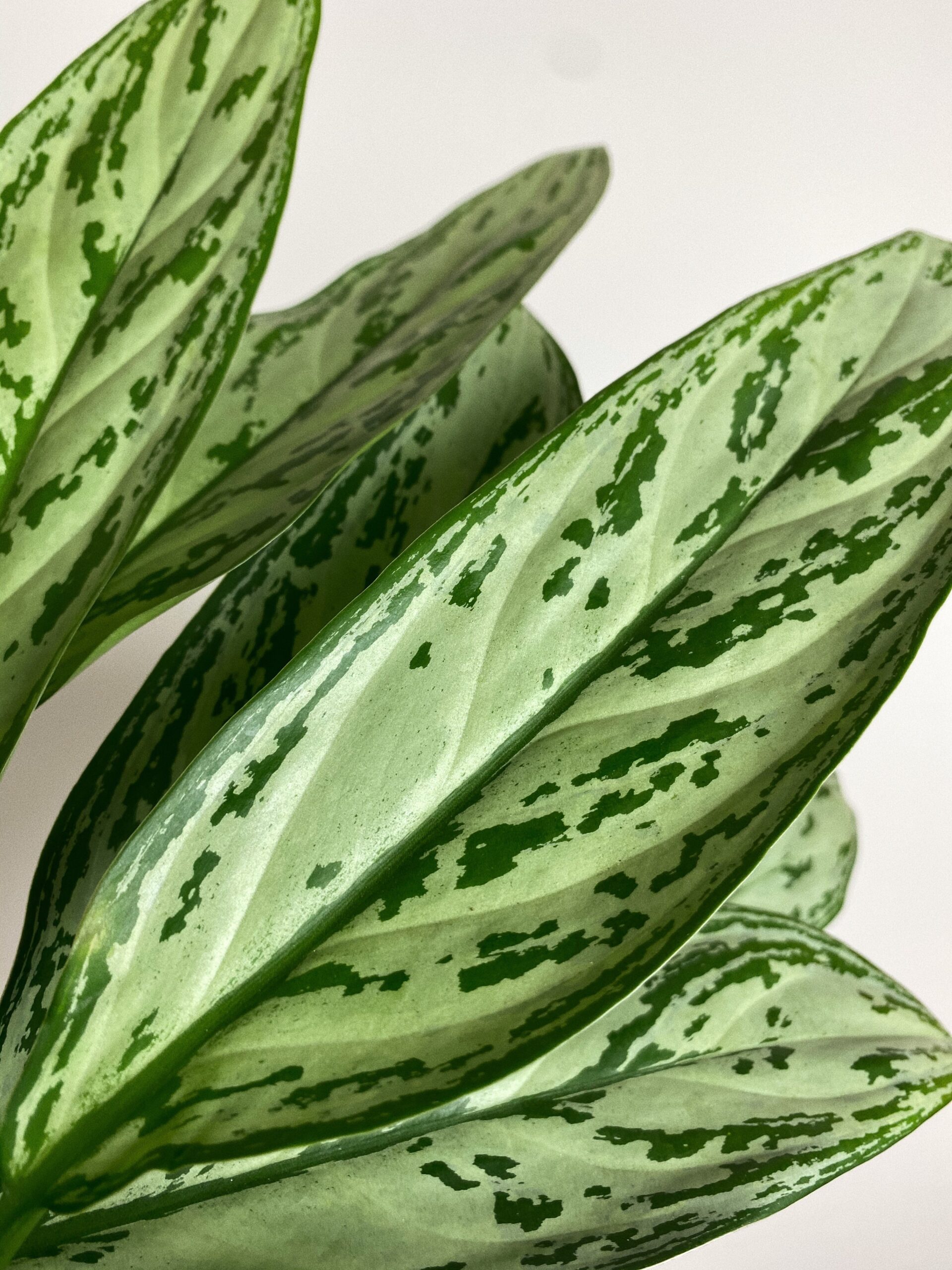 Aglaonema Feel Green