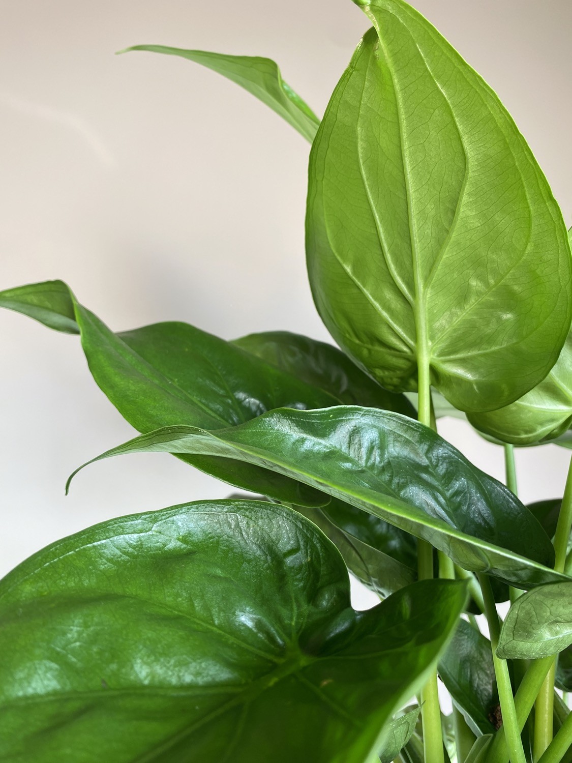 Alocasia Cucullata