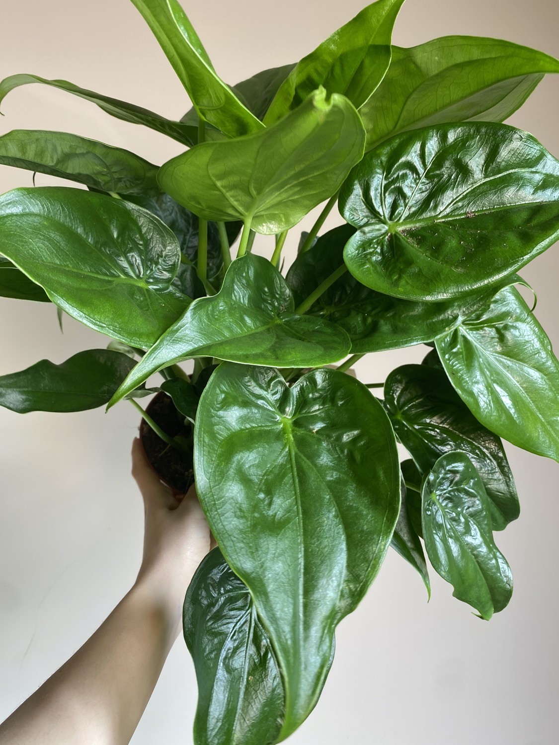 Alocasia Cucullata