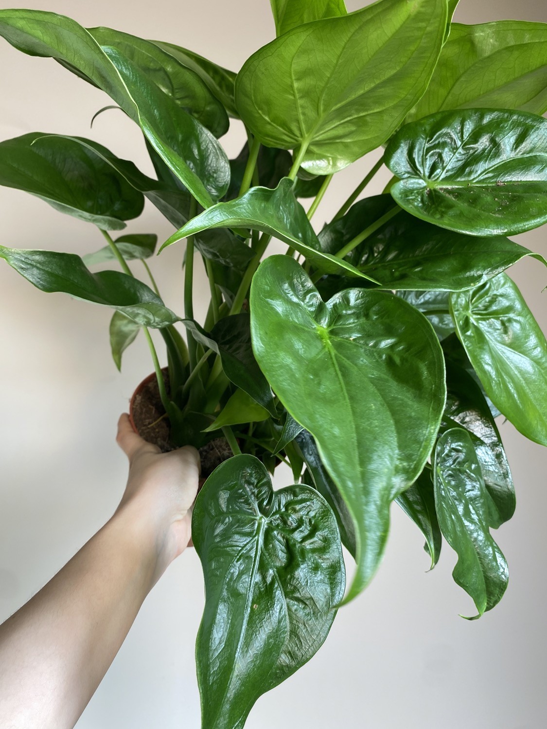 Alocasia Cucullata