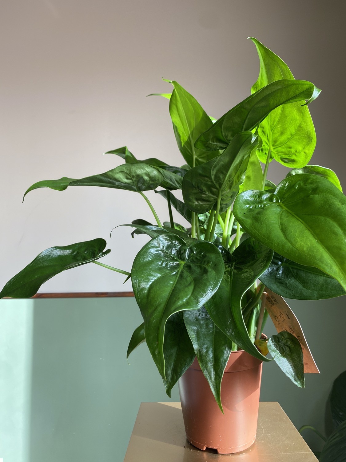 Alocasia Cucullata