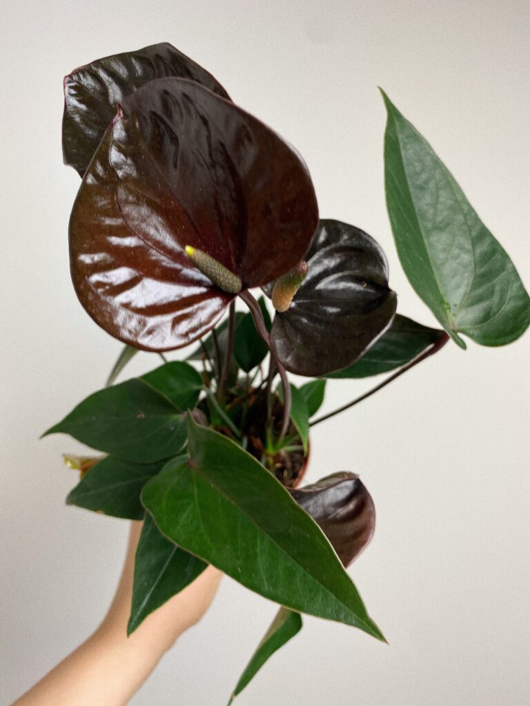 Anthurium Giant Chocolate