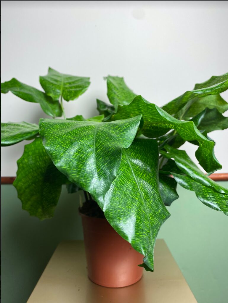 Calathea mosaic Network
