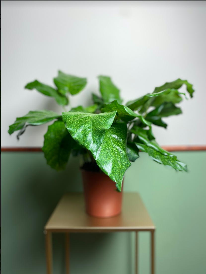 Calathea mosaic Network
