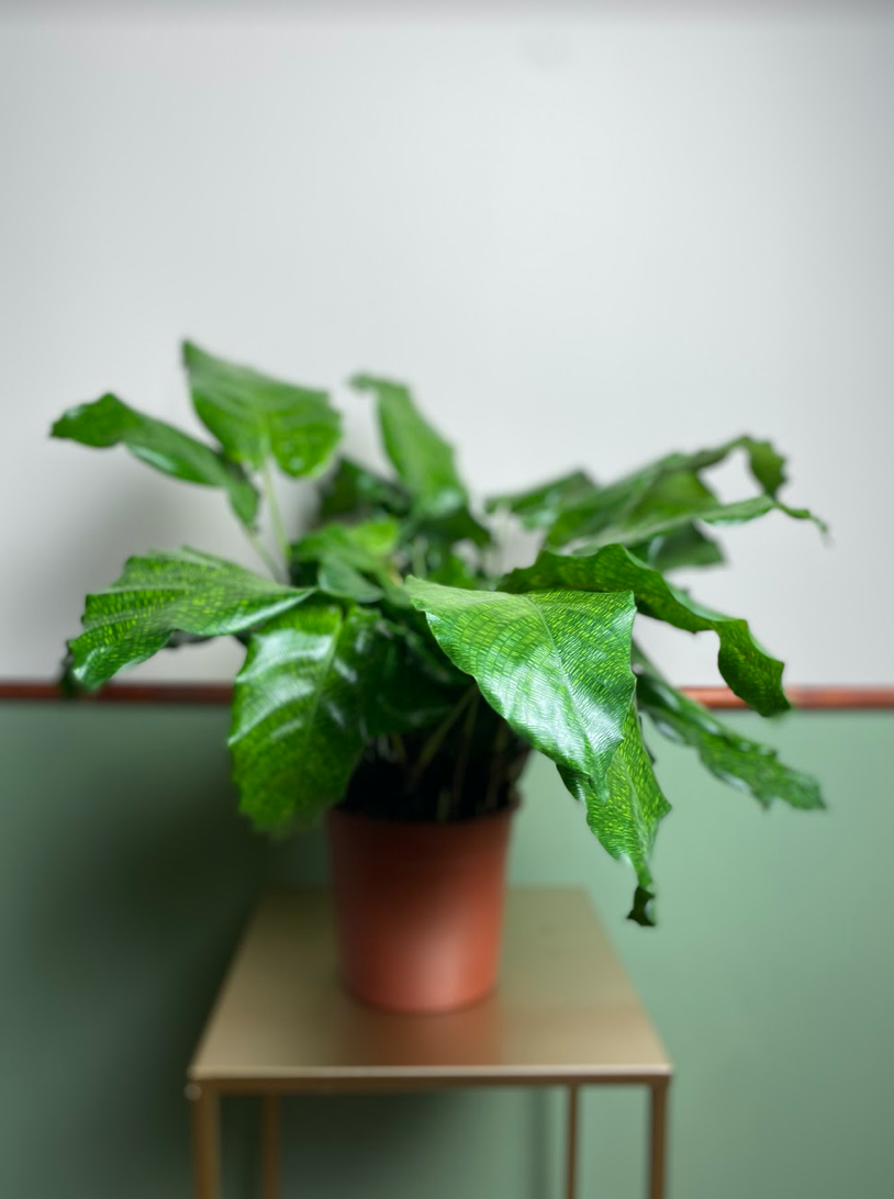 Calathea mosaic Network
